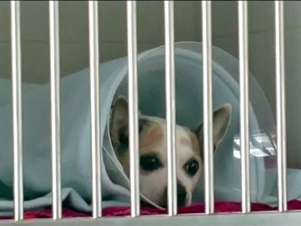 hospitalización para mascotas en navarra