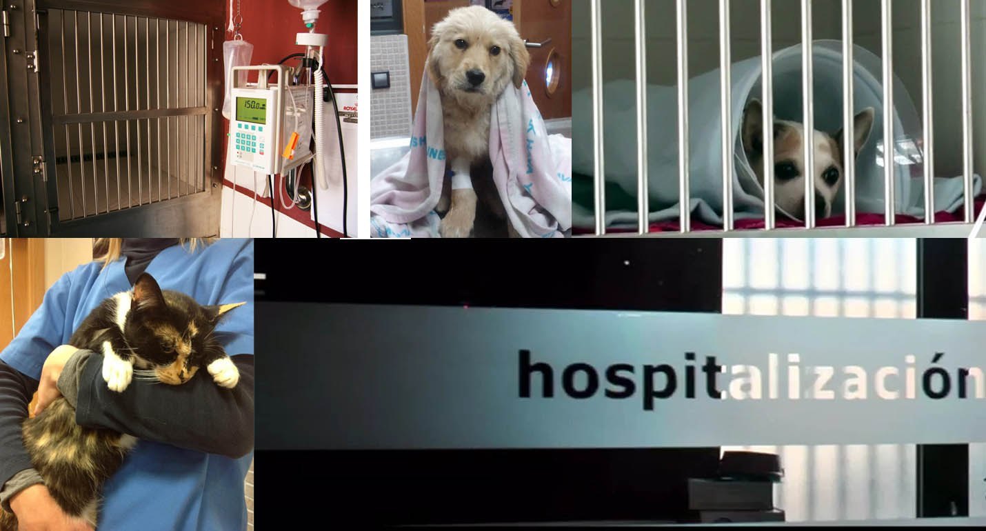 hospitalizacion en la clinica veterinaria Navascues