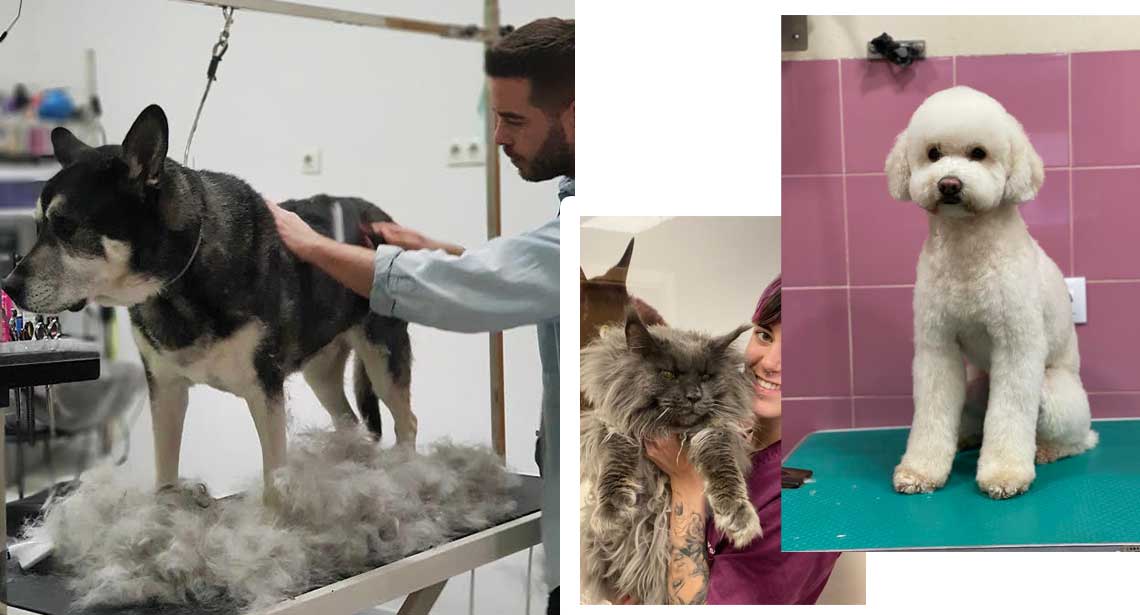 peluqueria canina y felina